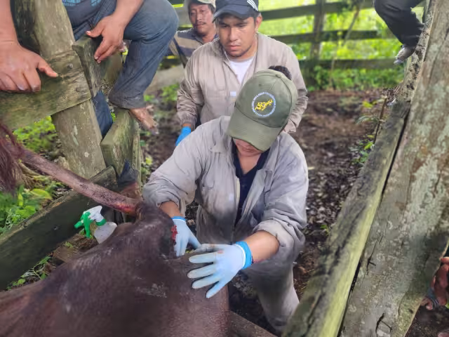 Autoridades sanitarias mencionaron que mantienen vigilancia permanente y capacitan a los productores para proteger el hato y puedan comercializarlo.
