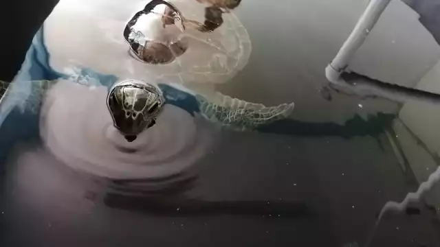 El recale de cadáveres comenzó el 11 de enero de este año, asentando un gris antecedente.