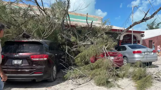 Los árboles sepultaron varios autos y causaron daños materiales