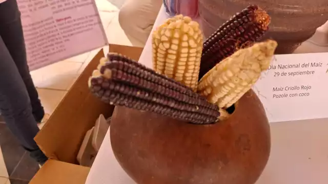 Empresas, instituciones y dependencias exhibieron maquinaria, drones, semillas y agroinsumos en la calle 20 y el Palacio Municipal para impulsar la innovación agrícola.