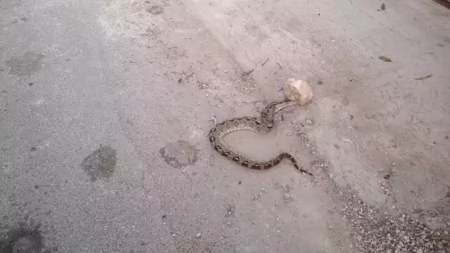 Una boa fue asesinada por vecinos de Chocholá cuando deambulaba cerca de sus viviendas