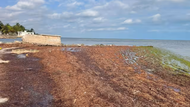 Porteños temen que el recale de algas disminuya el arribo de bañistas este fin de semana