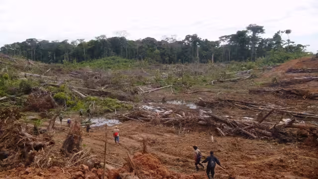 La riqueza del suelo se pierde por completo cuando se tumba la selva para construir, lo cual no es rentable por mucho tiempo