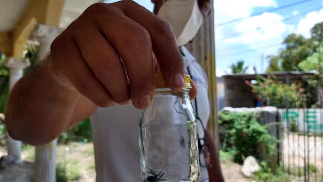 Un criadero de estos insectos fue desmantelado en una universidad de la villa hace unos días