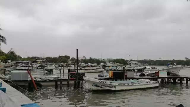La sequía en los accesos a lagunas en Ciudad del Carmen está causando mortandad de especies marinas