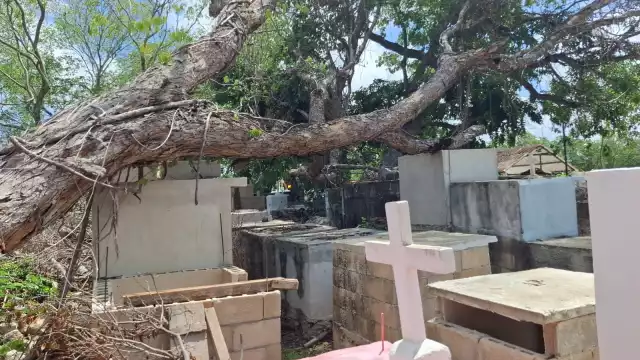 Un frondoso árbol de Jabin cayó sobre varias tumbas del panteón municipal de Pocboc debido a los fuertes vientos.