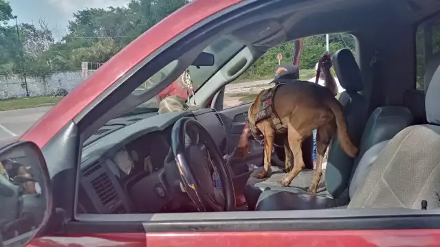 El pastor belga, de nombre Aquiles, fue entrenado durante un año para actuar en diferentes operativos