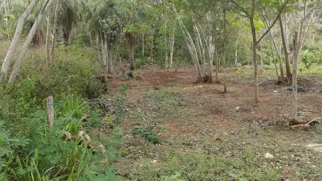 Por desconocimiento, creencias erradas e información falsa, esos animalitos son exterminados a primer contacto con el ser humano