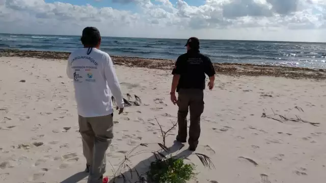 Ministeriales verificaron el lugar donde algunas personas talaron palma de chit para una brecha en una zona protegida de Cozumel