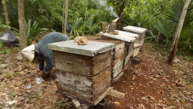 Algunos apicultores aprovechan las redes sociales para comercializar el néctar