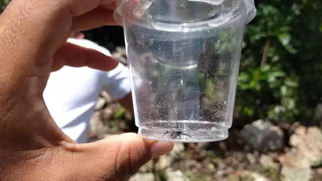 Es el segundo avistamiento de estos arácnidos en lo que va del año