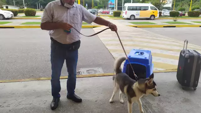 Sin importar si el animal viaja en cabina o jaula se paga la tarifa.