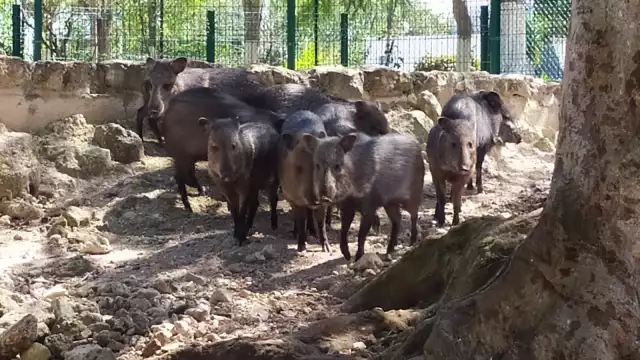 Elizabeth Sánchez señala que las autoridades muestran su desinterés de promover la educación ambiental.