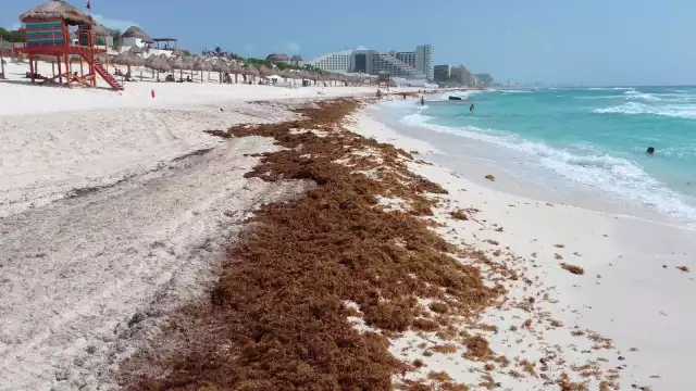 Playa Delfines, con el distintivo 'Blue Flag', sufre la erosión de su arena y es una de las más afectadas por la llegada de sargazo