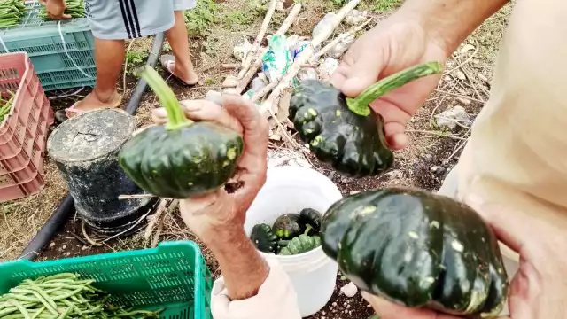 Las calabazas resultaron con agujeros, por lo que no las venderán, aseguran campesinos de Sinanché