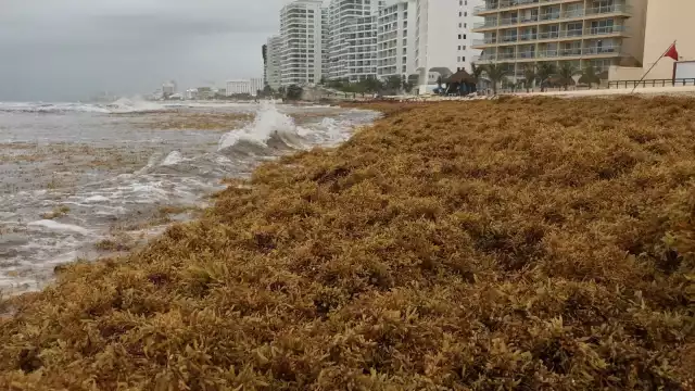La Red de Monitoreo del Sargazo de Quintana Roo, compartió el estado actual en el que se encuentran los arenales de la zona norte