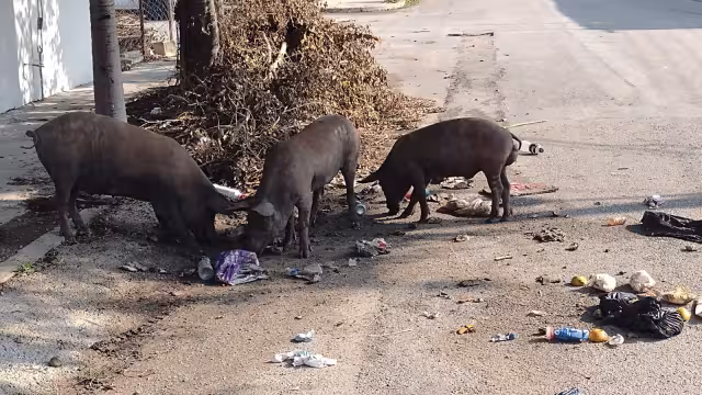 Se desconoce la procedencia de esos cerdos