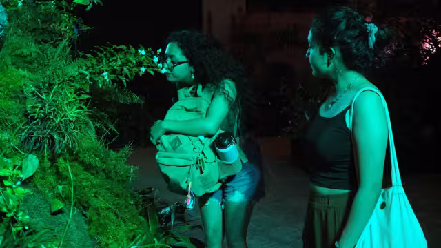 El Paseo de las Flores de Mérida permanecerá hasta el mes de abril