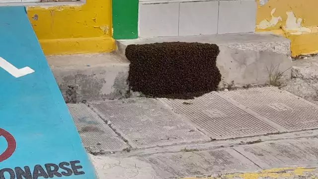Las abejas apostadas en la entrada de la vivienda