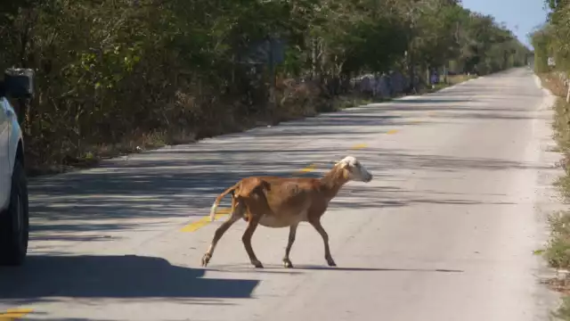 Ganaderos cercanos desconocen quién podría ser el dueño