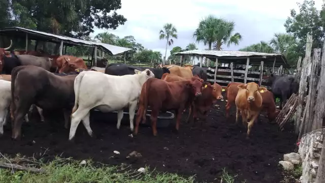 El USDA anunció la reapertura gradual de los puertos fronterizos del sur para la importación de ganado mexicano