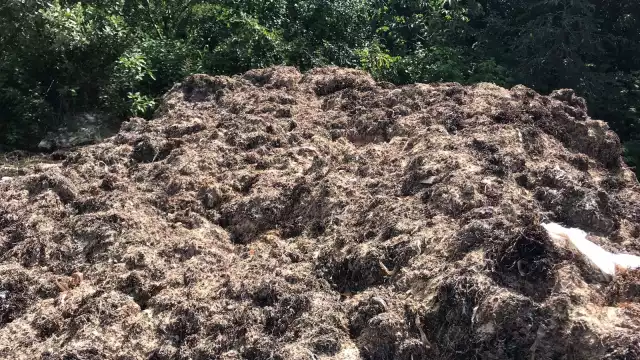 En el depósito de sargazo en Puerto Morelos se vio que no tiene colocada la membrana protectora, para evitar lam contaminación por descomposición de la macroalga