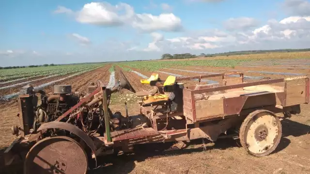 Los menonitas de Nuevo Progreso declararon que hubo muchas pérdidas debido a la baja cosecha de sandía