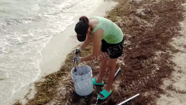 Con cubetas, mujeres, jóvenes y adultos, aprovecharon la especie para capturarla