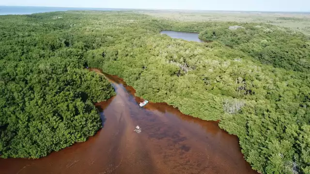 Campeche cuenta con 3.3 millones de hectáreas de selva, informó la Conanp, una de las más grandes de la región peninsular