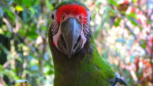 Ejemplar de guacamaya verde