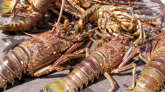 Desde el inicio de la temporada, estiman haber capturado 260 toneladas del crustáceo