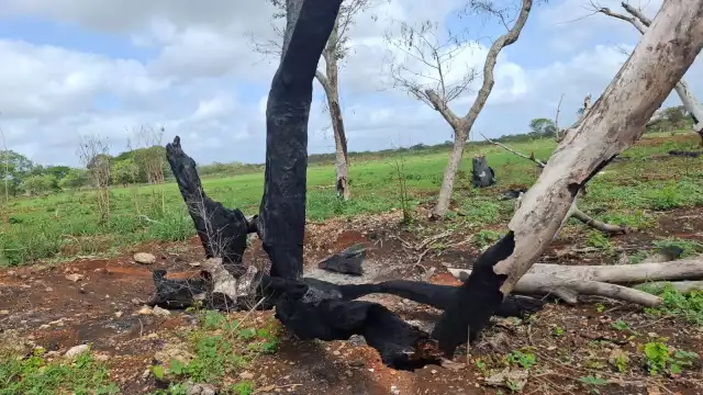 El director de la Normal Rural denunció la quema de terrenos escolares en Hecelchakán.