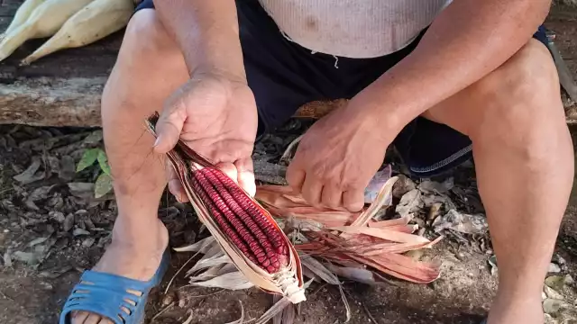 Los hombres de campo de Peto indican que los agroquímicos afectan hasta la tierra y terminan por dañar el grano que ya no se puede reutilizar