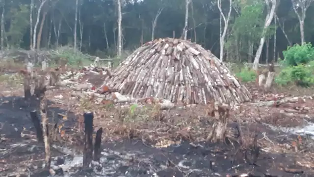Productores de la comunidad de Tabaquito recurrieron a la quema de carbón como fuente de trabajo