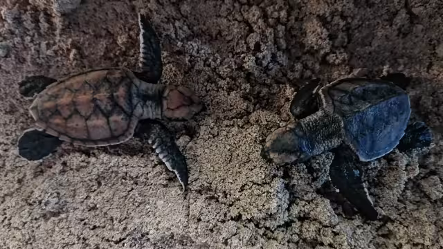 El especialista mencionó que en la última década ha incrementado el número de nidos detrás de la duna costera