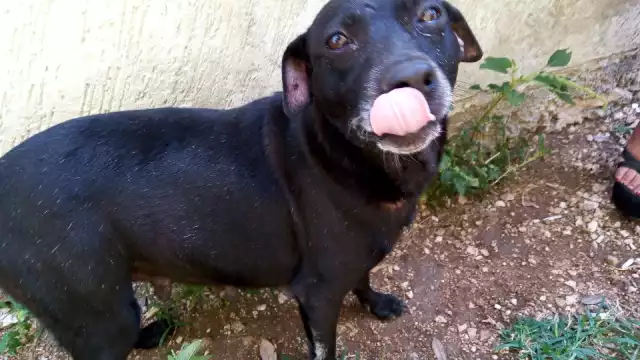 Una perrita se quedó a su suerte en la Ciudad de México cuando su dueña la dejó en la calle