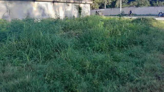 Vecinos piden a las autoridades municipales que obliguen a los dueños a mantener limpio el predio