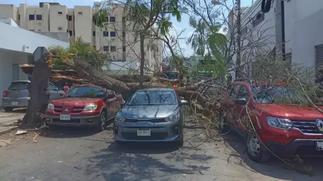 Los tres autos y la motocicleta presentaron daños materiales causados por el desplome de un árbol en Mérida