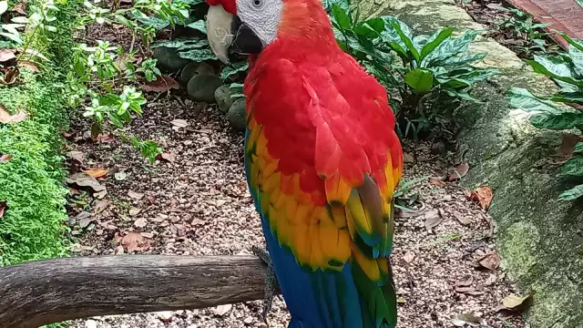 Entre los atractivos que ofrece el zoológico destacan el mariposario, el orquideario y una jaula de diferentes aves en un espacio que se le conoce como área de vuelo