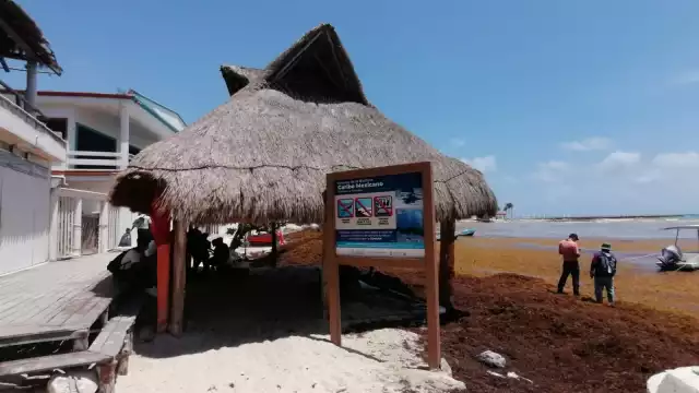 Zofemat indicó que aumentó el personal para la limpieza y remoción del sargazo que llega a Playa del Carmen y que 'tiñe' de café el mar