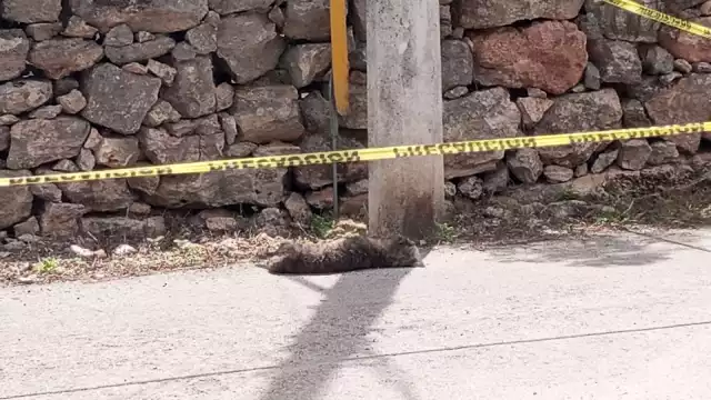 El hombre arremetió contra el can por no querer obedecer; la policía ya lo busca para detenerlo