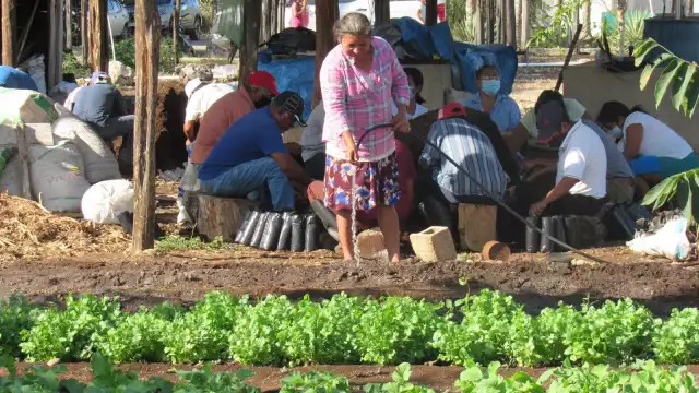 Los campesinos están en plena cosecha de rábanos, cilantro, lechuga y chayotes