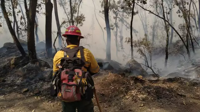El Bosque Primavera es uno de los pulmones más importantes para Guadalajara. Foto: Gobierno de Zapopan