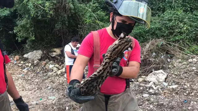 Elementos del Heroico Cuerpo de Bomberos quienes levantaron el felino para llevarlo a su base.
