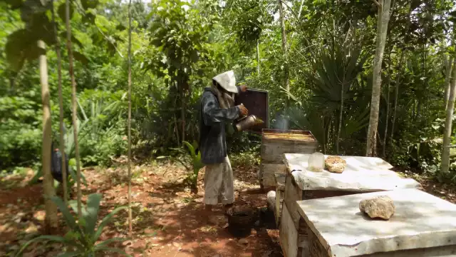 Campesinos aseguraron que los árboles como el Chukum y el Dzidzilché están secos