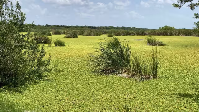 La lechuguilla de mar disminuyó con la sequía que registró el área Sur de Quintana Roo en 2020, pero al caerlas lluvias, se extendió más