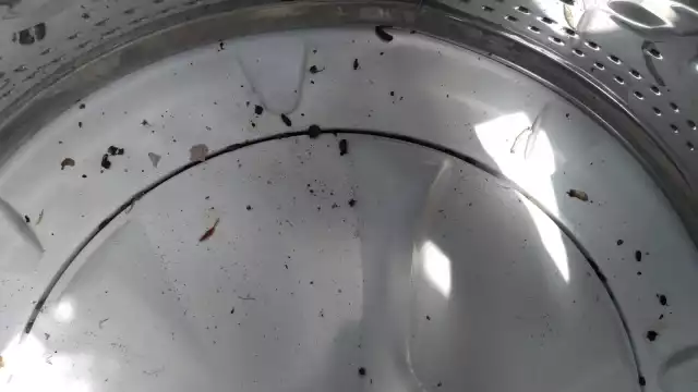 Los roedores dejan su excremento en la lavadora