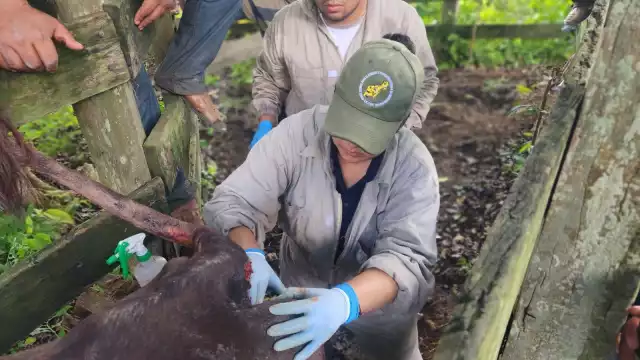 Quintana Roo rebasa los 100 casos de miasis por gusano barrenador
