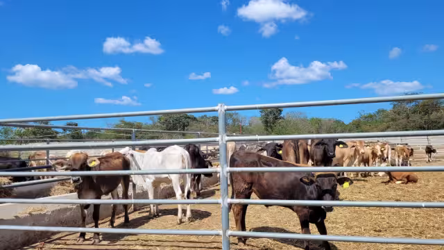 Se desconoce la cifra exacta de casos sospechosos por tuberculosis bovina en Campeche