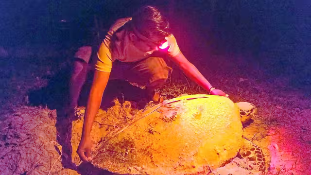 Las especies carey, blanca y ocasionalmente lora participan en el ciclo de anidación